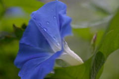 雨に咲く朝顔