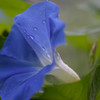 雨に咲く朝顔