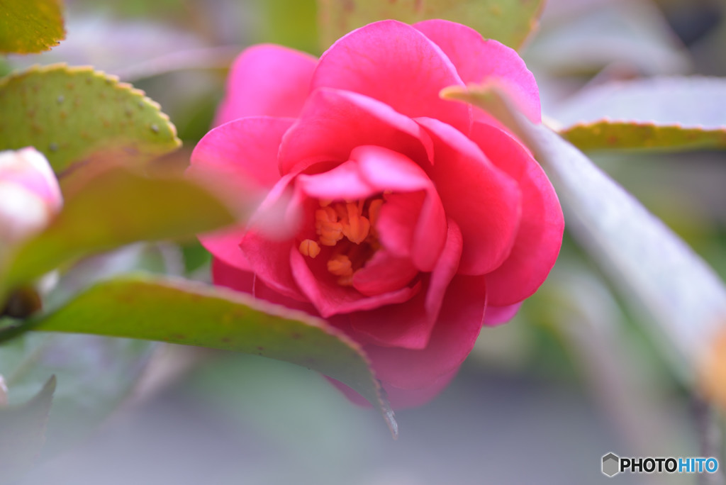 山茶花Ⅵ