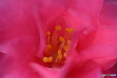 山茶花の蕊
