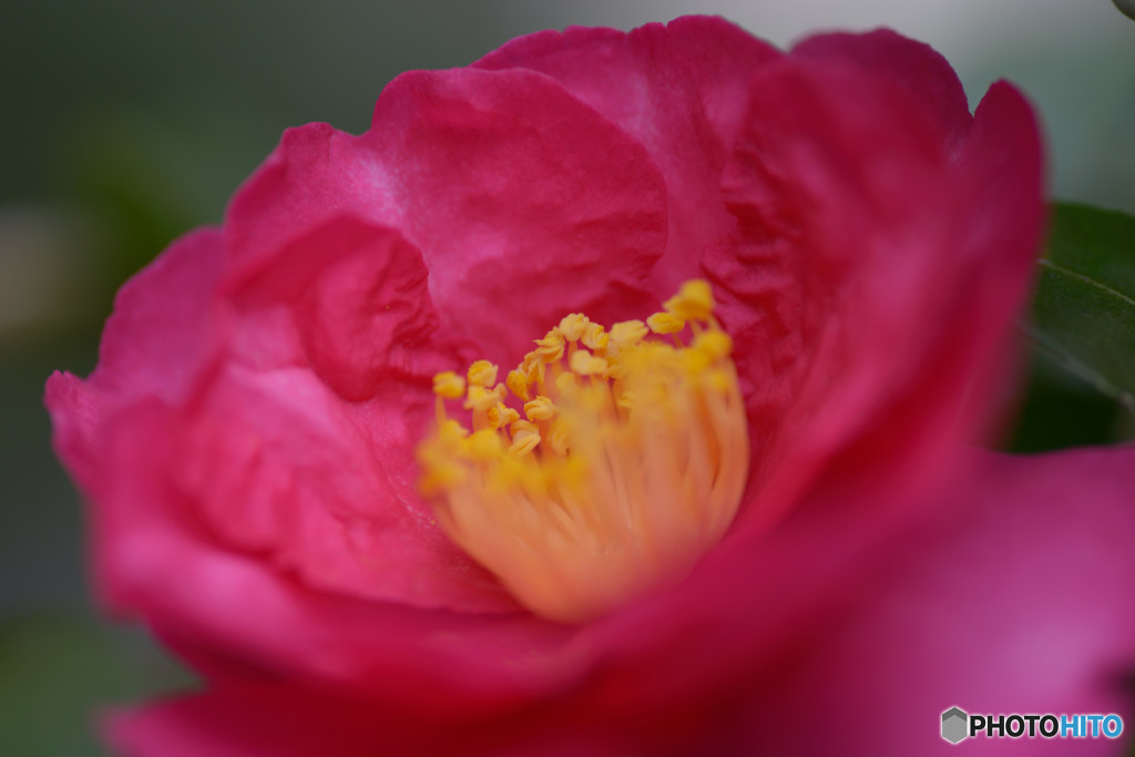 山茶花Ⅲ