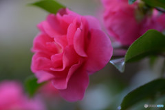 山茶花Ⅲ