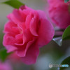 山茶花Ⅲ