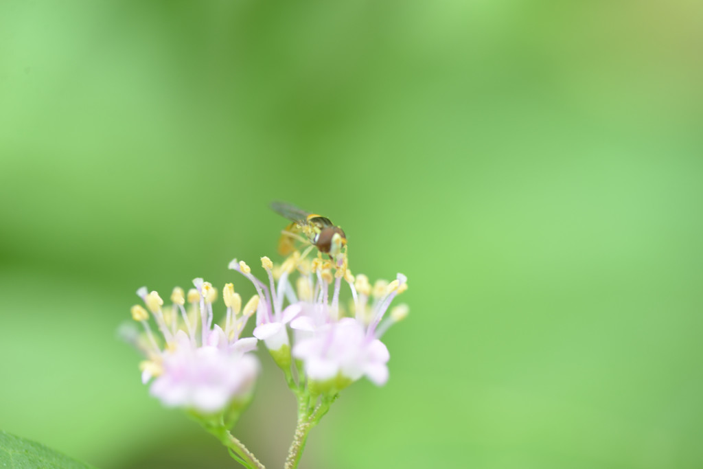 紫式部の蜜泥棒