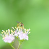 紫式部の蜜泥棒