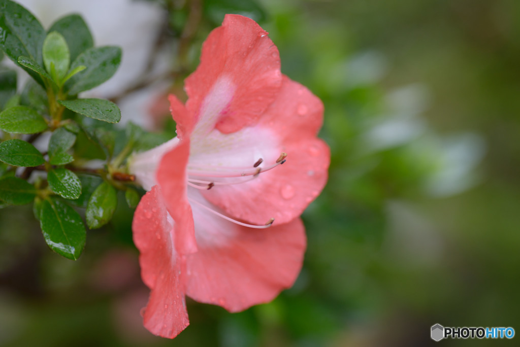 盆栽の花