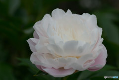 芍薬
