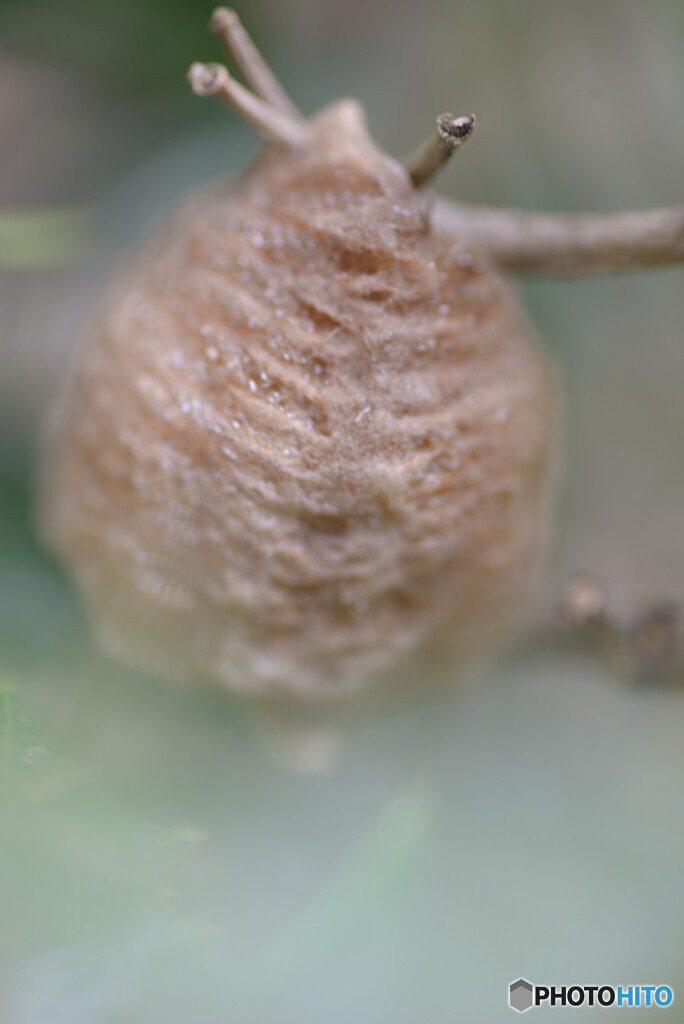 カマキリの卵