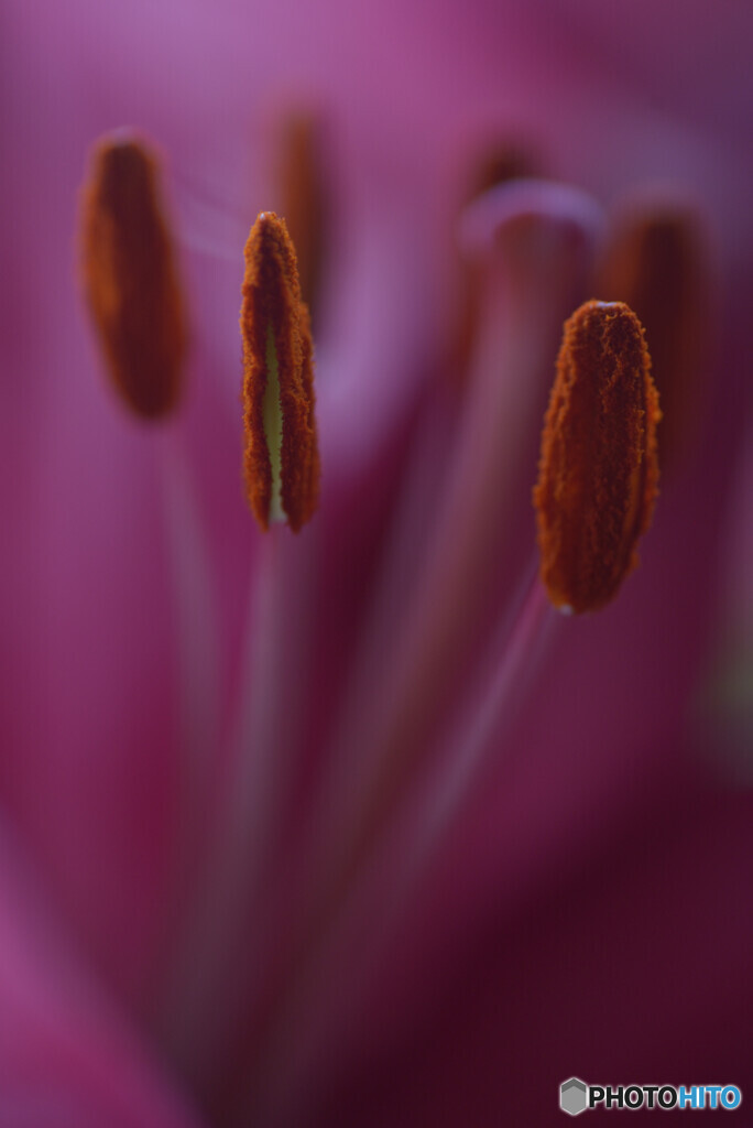 蕊