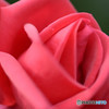 秋薔薇Ⅲ