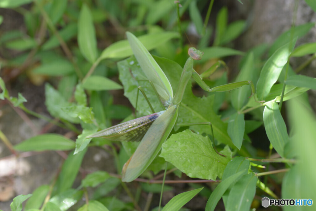 カマキリ1号