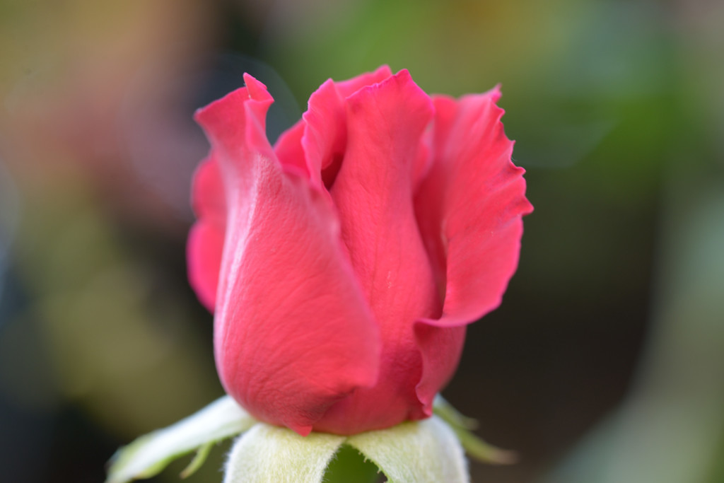 夏の薔薇　蕾