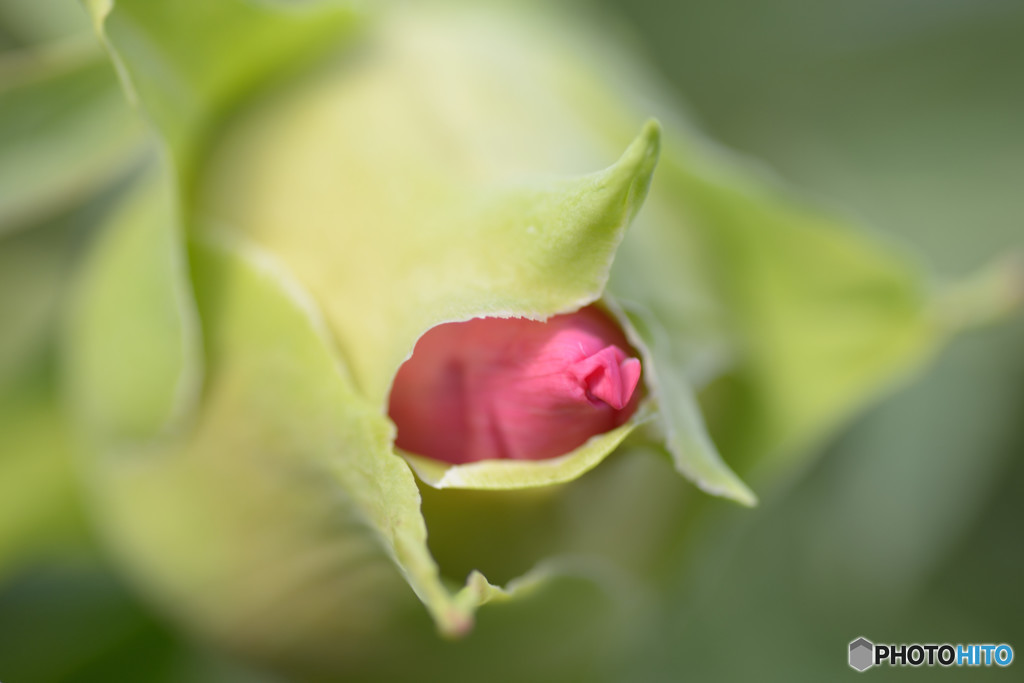 豚の鼻(花)
