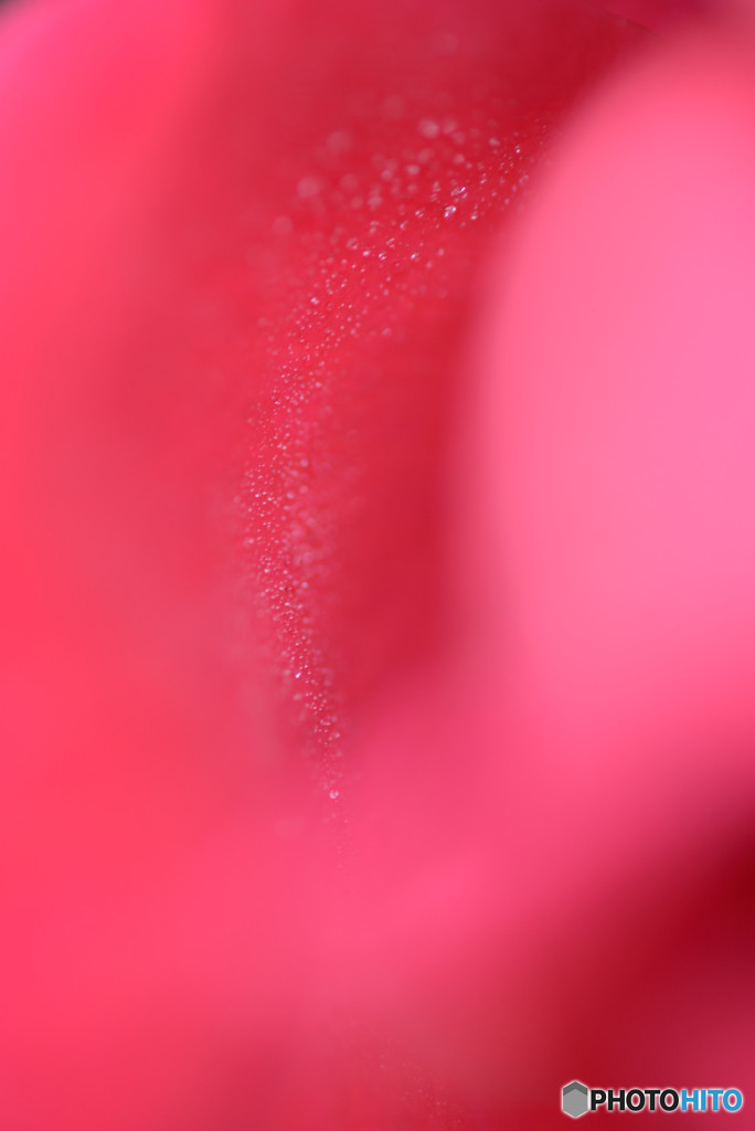 薔薇の雫