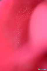 薔薇の雫
