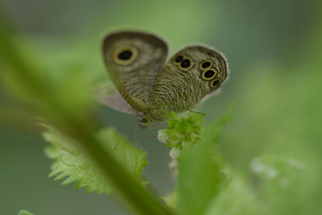 紫蘇の花とシジミチョウⅡ