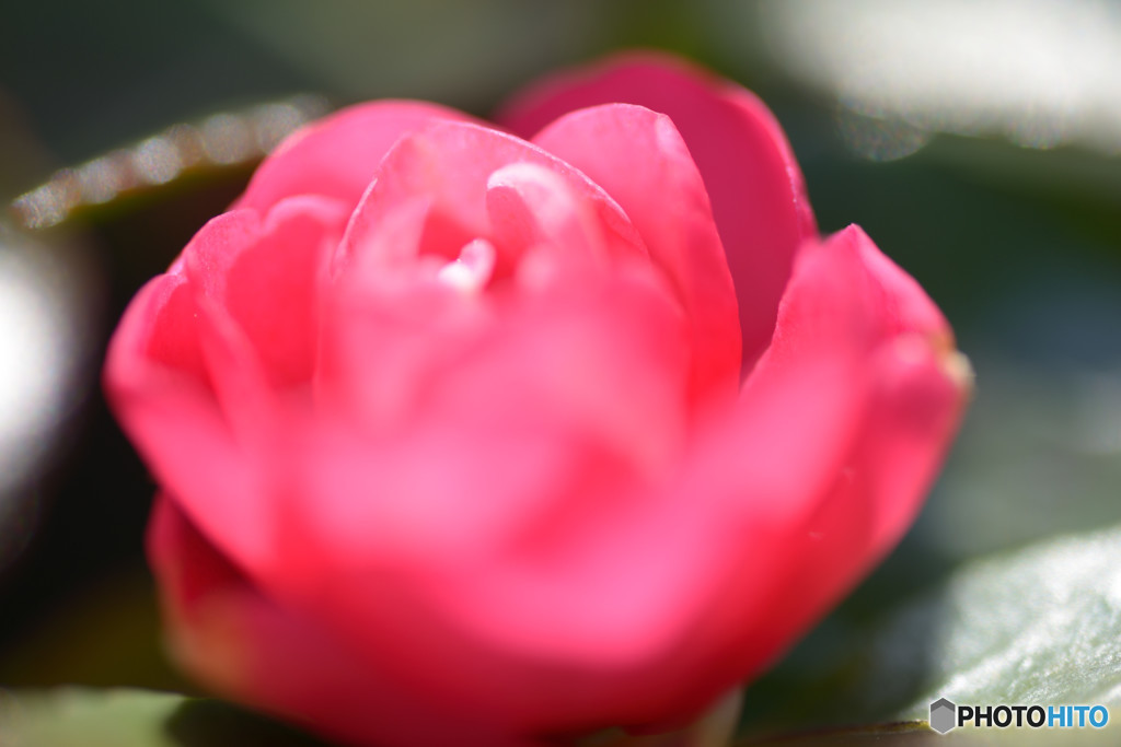 残り華