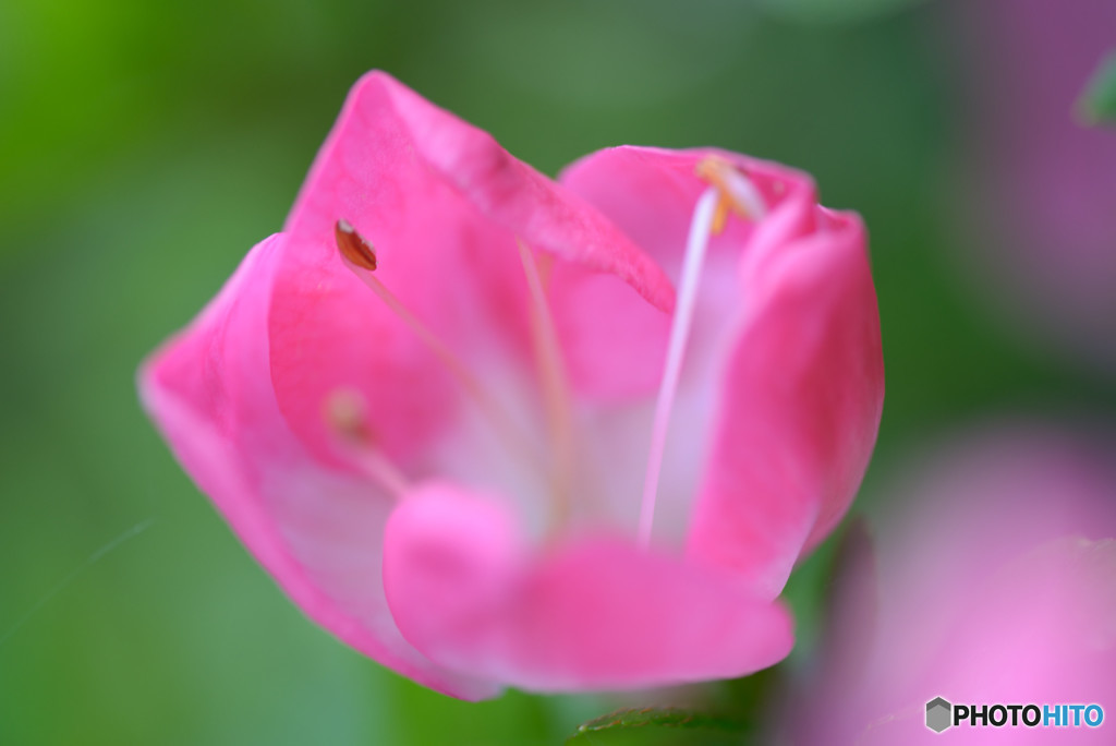 盆栽の花Ⅲ