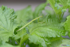 カマキリ