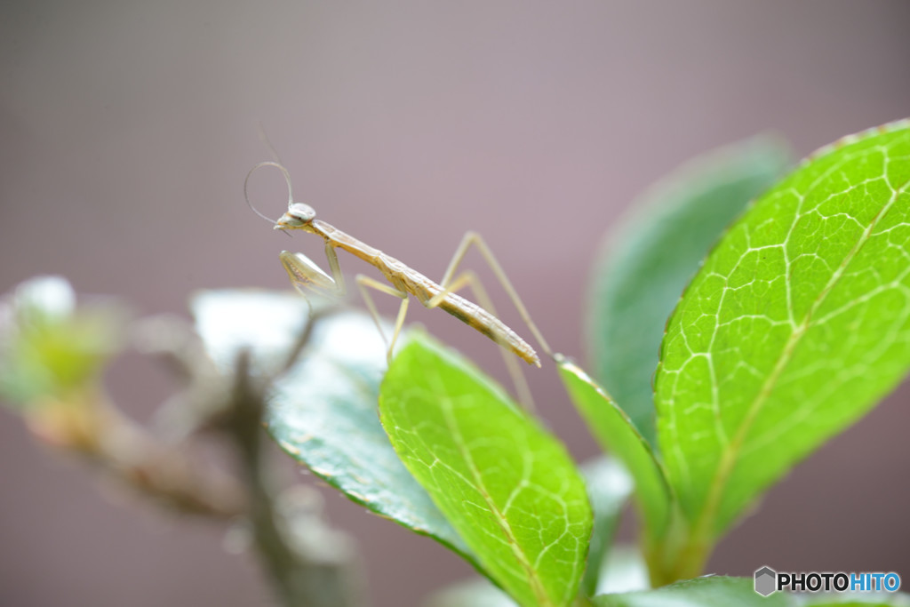 チビカマキリⅠ