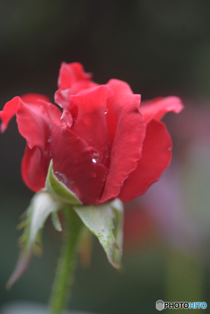 小さな薔薇