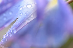 雨に敗れて