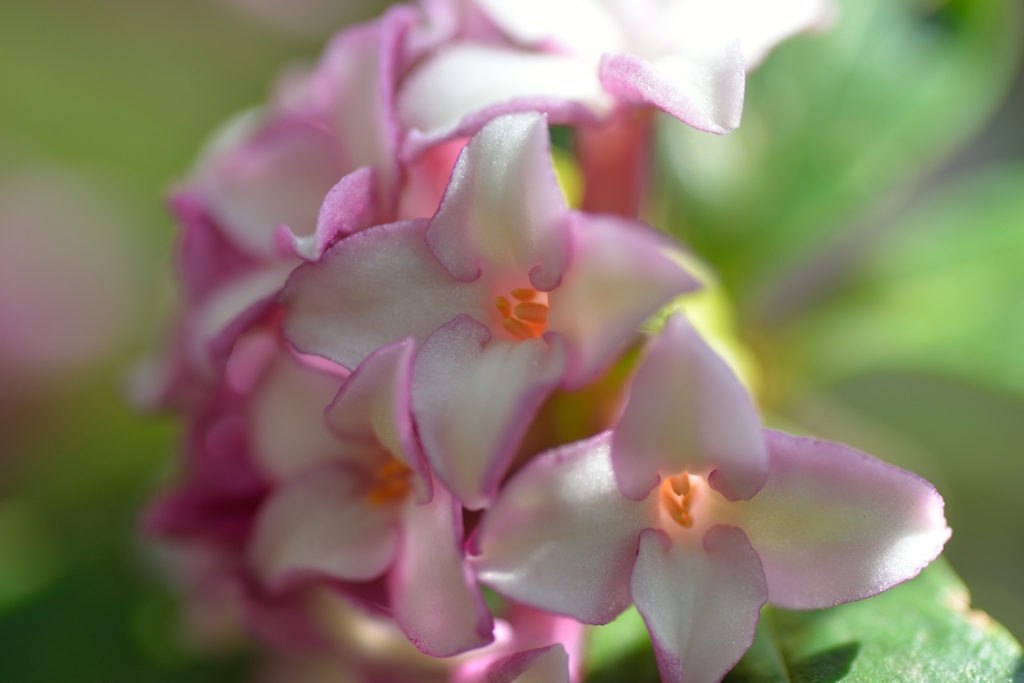 沈丁花3
