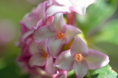 沈丁花3