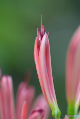 曼珠沙華Ⅲ