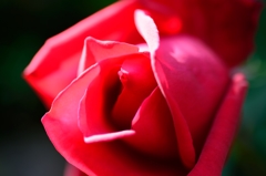 誘惑の赤い薔薇