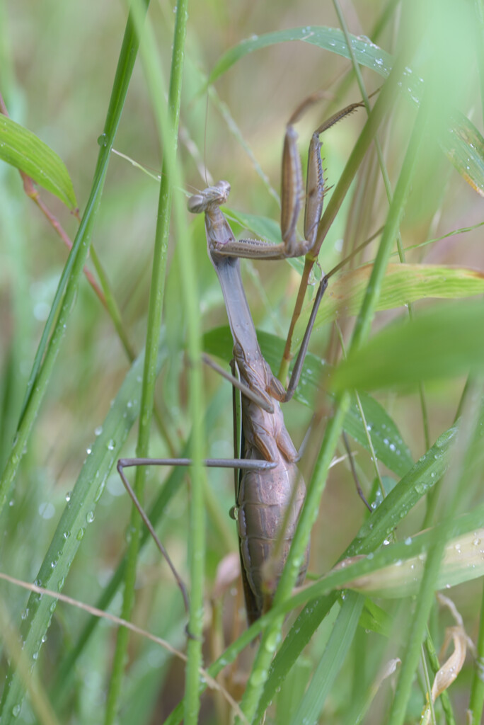 母さんカマキリ