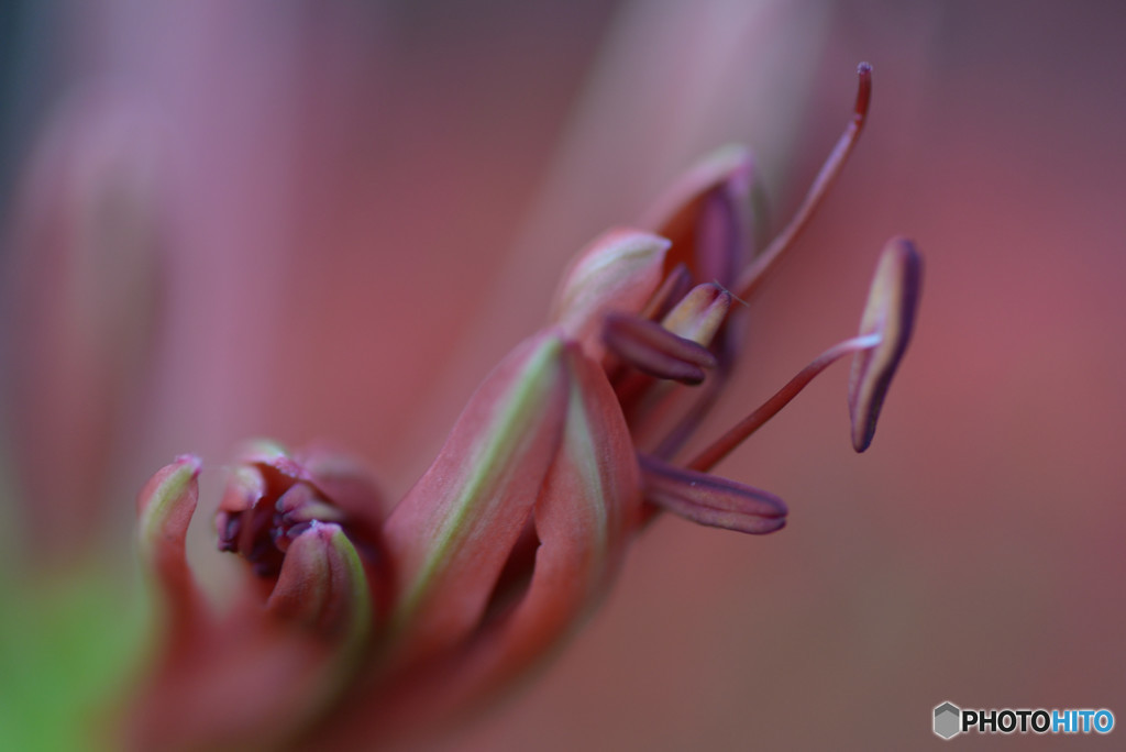 曼珠沙華Ⅳ