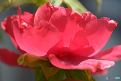 王花