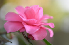 山茶花Ⅰ