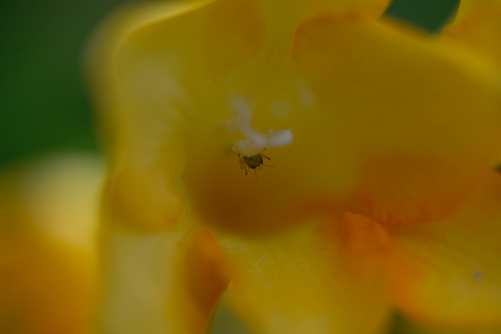 ナンカヨースカー？