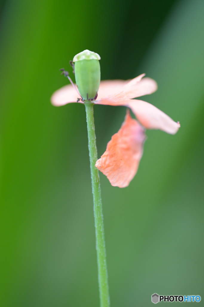 残り華