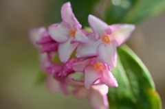 沈丁花2