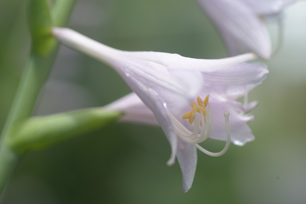 ウルイの花