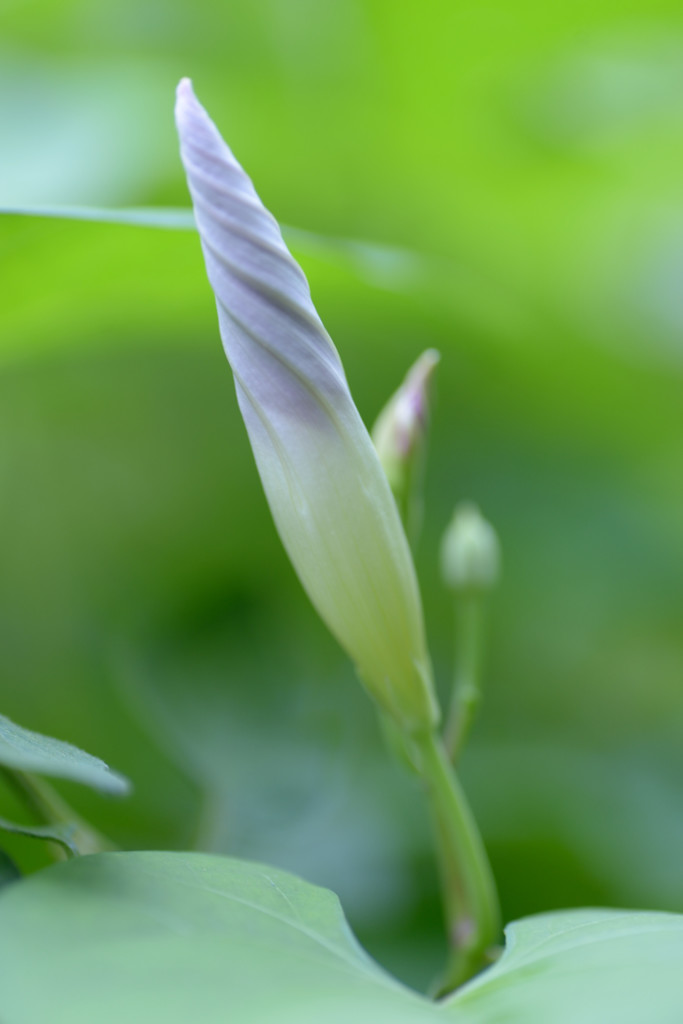 アサガオ　蕾