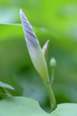 アサガオ　蕾
