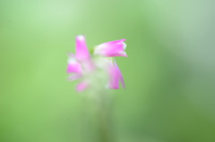ネジバナⅡ