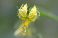 きゅうりの花と滴