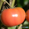 柿色トマト