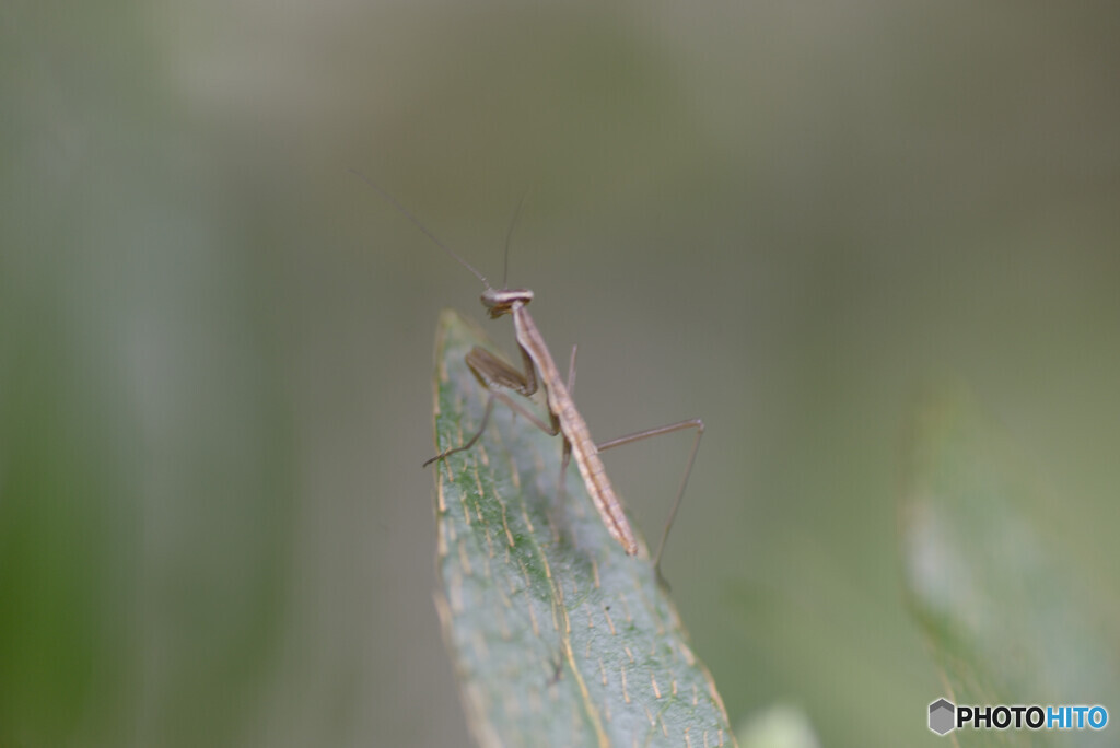 カマキリ誕生