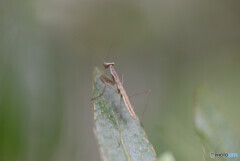 カマキリ誕生