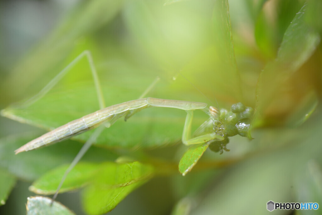 カマ食事中