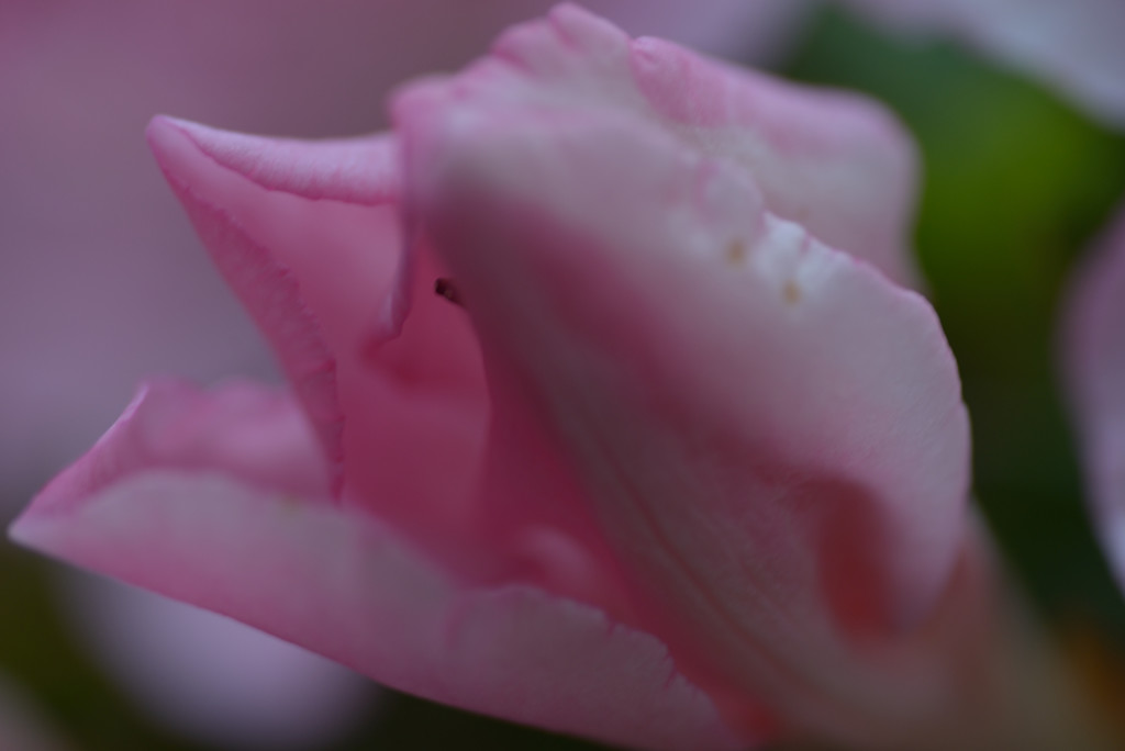 あやかしのⅢ