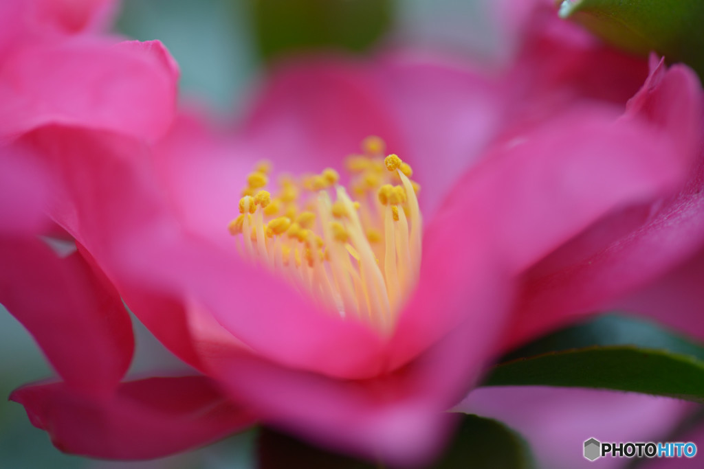 山茶花Ⅳ