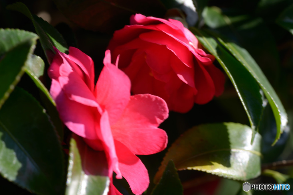 山茶花Ⅶ