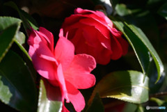 山茶花Ⅶ